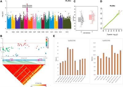 Genetic Factors Underlying Single Fiber Quality in A-Genome Donor Asian Cotton (Gossypium arboreum)